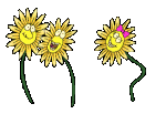 sonnenblumen_0014.gif