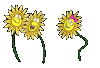 sonnenblumen_0014.gif