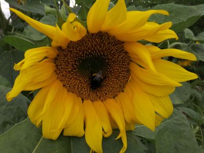 smart31.07.21-1 011.jpg