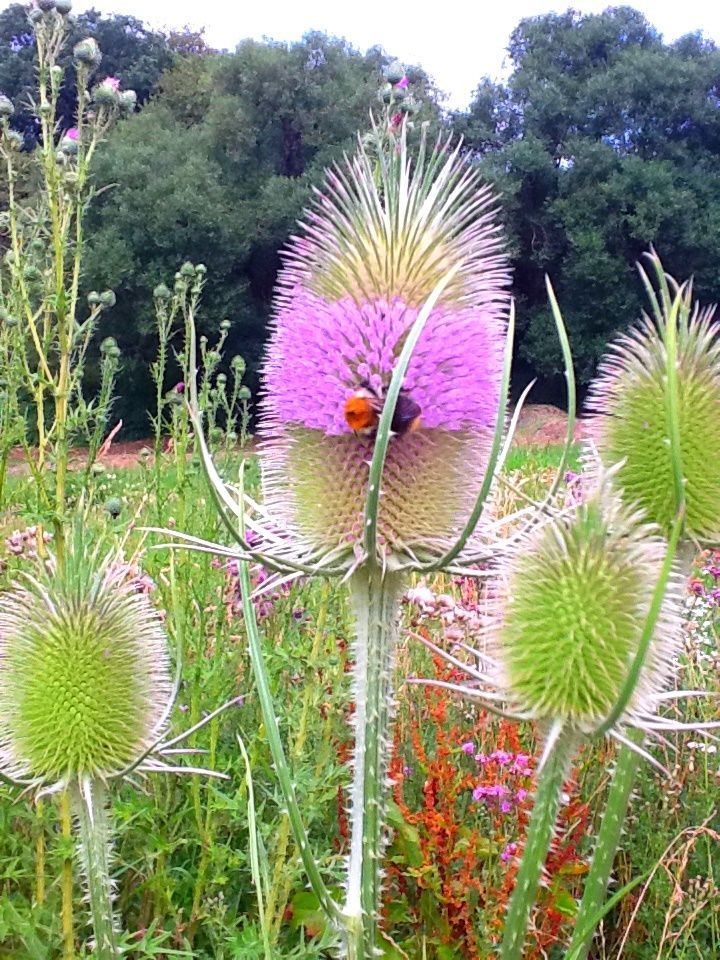 Hummel beim Mittagessen