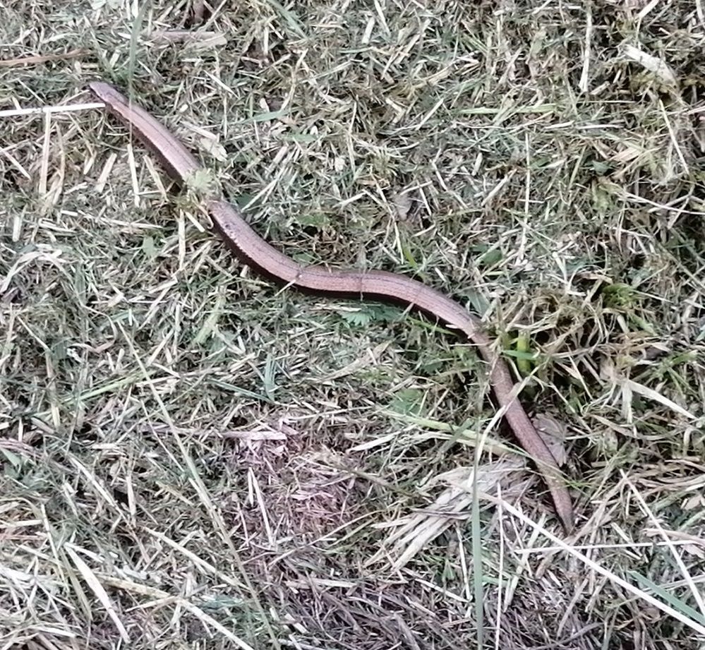 smart28.04.22-3 001.jpg