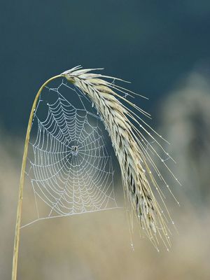 cobweb-5547626_1280.jpg