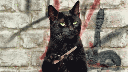 Katze-126533-detailpp.gif
