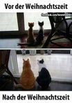 Cats weihnachtszeit.jpg