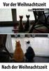 Cats weihnachtszeit.jpg