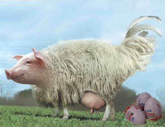 Eierlegende Wollmilchsau