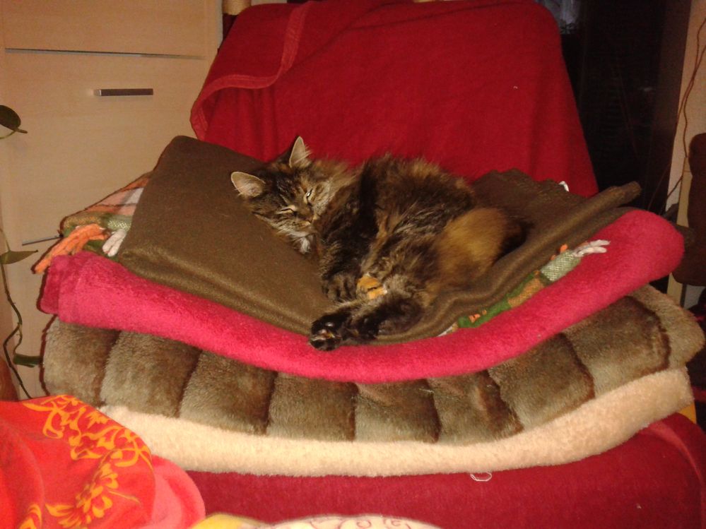 Prinzessin Mausi auf der Erbse.jpg