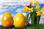 Ei und Narzisse und euch.jpg