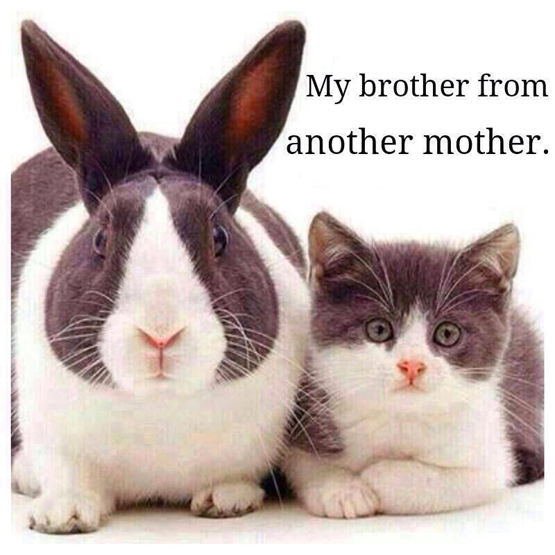 Brothers with diff.mother.jpg