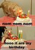 th_Birthday_Cat.jpg