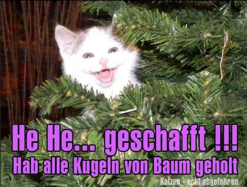 weihnachtskatze.jpg