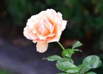 Rose-DSC_2579.JPG