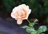 Rose-DSC_2579.JPG