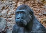 Gorilla-16-11.jpg