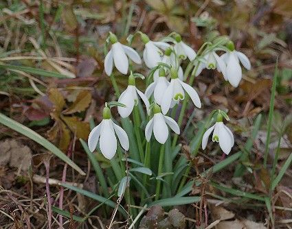 Schneeglöckchen