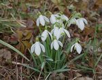 Schneeglöckchen