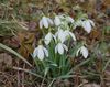 Schneeglöckchen