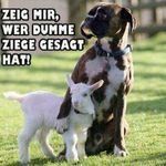 Sag mir wer dumme Ziege gesagt hat.jpg