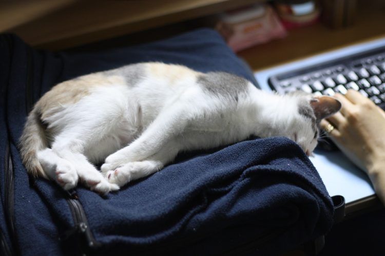 wartet nun auf das Bay-Paket.jpg